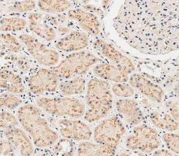 IHC testing of FFPE human kidney tissue with SGPP1 antibody. HIER: steam section in pH9 EDTA for 20 min and allow to cool prior to staining.