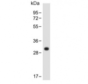 Western blot testing of human lung lysate with HLA-DPB1 antibody. Predicted molecular weight: 29 kDa.