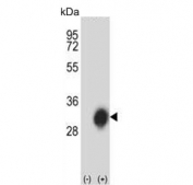 Western blot testing of 1) non-transfected and 2) transfected 293 cell lysate with HLA-DPB1 antibody. Predicted molecular weight ~29 kDa.