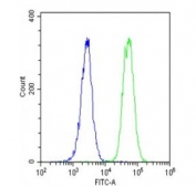 Flow cytometry testing of fixed and permeabilized human U-2 OS cells with HLA-DPB1 antibody; Blue=isotype control, Green= HLA-DPB1 antibody.