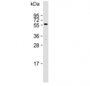 Western blot testing of mouse stomach lysate with CRTR1 antibody. Predicted molecular weight ~55 kDa.