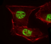 Immunofluorescent staining of fixed and permeabilized human U-2 OS cells with CRTR1 antibody (green) and anti-Actin (red).