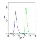 Flow cytometry testing of fixed and permeabilized human U-2 OS cells with CRTR1 antibody; Blue=isotype control, Green= CRTR1 antibody.