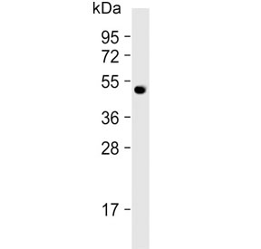 Western blot testing of mouse heart lysate with PNPLA3 antibody. Predicted molecular weight ~53 kDa.