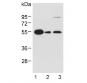 Western blot testing of human 1) brain, 2) 293, and 3) SK-BR-3 lysate with SPNS2 antibody. Predicted molecular weight ~58 kDa.