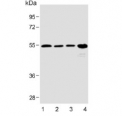 Western blot testing of human 1) heart, 2) kidney, 3) skeletal muscle and 4) SK-BR-3 lysate with SPNS2 antibody. Predicted molecular weight ~58 kDa.
