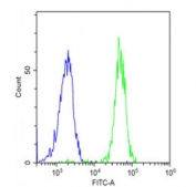 Flow cytometry testing of fixed and permeabilized human SK-OV-3 cells with SPNS2 antibody; Blue=isotype control, Green= SPNS2 antibody.