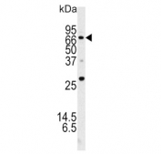 Western blot testing of mouse brain lysate with NCI-H460 antibody. Predicted molecular weight ~68 kDa.