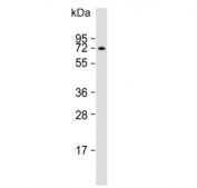 Western blot testing of human Jurkat lysate with ATG16L1 antibody. Predicted molecular weight ~68 kDa.