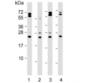 Western blot testing of human 1) DU145, 2) LNCaP, 3) PANC1 and 4) PC-3 cell lysate with NGN3 antibody. Predicted molecular weight ~23 kDa.