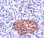 IHC testing of FFPE human pancreas tissue with NGN3 antibody. HIER: steam section in pH6 citrate buffer for 20 min and allow to cool prior to staining.