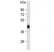 Western blot testing of human liver lysate with Adiponectin Receptor 2 antibody. Predicted molecular weight ~44 kDa.