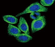 Immunofluorescent staining of fixed and permeabilized human HeLa cells with Adiponectin Receptor 2 antibody (green) and DAPI nuclear stain (blue).