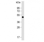 Western blot testing of rat brain lysate with IDOL antibody. Predicted molecular weight ~50 kDa.