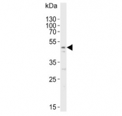 Western blot testing of mouse kidney lysate with IDOL antibody. Predicted molecular weight ~50 kDa.