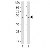 Western blot testing of human 1) 293 and 2) MCF7 cell lysate with IDOL antibody. Predicted molecular weight ~50 kDa.
