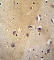 IHC testing of FFPE human brain tissue with IDOL antibody. HIER: steam section in pH6 citrate buffer for 20 min and allow to cool prior to staining.
