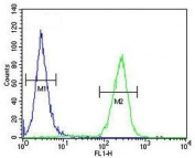 Flow cytometry testing of fixed and permeabilized human MCF7 cells with IDOL antibody; Blue=isotype control, Green= IDOL antibody.