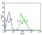 Flow cytometry testing of fixed and permeabilized human HepG2 cells with USP17L24 antibody; Blue=isotype control, Green= USP17L24 antibody.