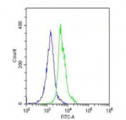 Flow cytometry testing of fixed and permeabilized human ThP-1 cells with VLDL Receptor antibody; Blue=isotype control, Green= VLDL Receptor antibody.