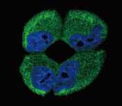 Immunofluorescent staining of fixed and permeabilized human MCF7 cells with ATP1A2 antibody (green) and DAPI nuclear stain (blue).