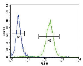 Flow cytometry testing of fixed and permeabilized human MCF7 cells with ATP1A2 antibody; Blue=isotype control, Green= ATP1A2 antibody.