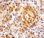 IHC testing of FFPE human pancreas tissue with ESRP1 antibody. HIER: steam section in pH6 citrate buffer for 20 min and allow to cool prior to staining.