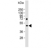 Western blot testing of human lung lysate with MMP12 antibody. Predicted molecular weight: ~55 kDa.