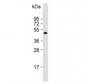 Western blot testing of human heart lysate with MMP12 antibody. Predicted molecular weight: ~55 kDa.