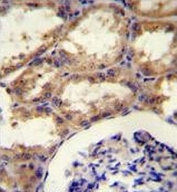 IHC testing of FFPE human kidney tissue with Septin 9 antibody. HIER: steam section in pH6 citrate buffer for 20 min and allow to cool prior to staining.
