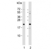 Western blot testing of human 1) HeLa and 2) HepG2 cell lysate with Glyoxalase I antibody. Predicted molecular weight ~21 kDa.