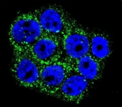Immunofluorescent staining of fixed and permeabilized human WiDr cells with Glyoxalase I antibody (green) and DAPI nuclear stain (blue).