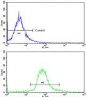 Flow cytometry testing of fixed and permeabilized human WiDr cells with Glyoxalase I antibody; Blue=isotype control, Green= Glyoxalase I antibody.