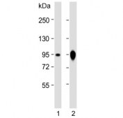 Western blot testing of human 1) Caco-2 and 2) HT-29 cell lysate with VIL1 antibody. Predicted molecular weight ~93 kDa.