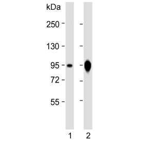 Western blot testing of human 1) Caco-2 and 2) HT-29 cell lysate with VIL1 antibody. Predicted molecular weight ~93 kDa.