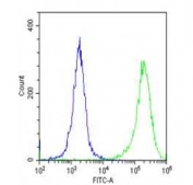 Flow cytometry testing of fixed and permeabilized human HeLa cells with VIL1 antibody; Blue=isotype control, Green= VIL1 antibody.