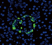 Immunofluorescent staining of FFPE human pancreas with Glucagon antibody (green) and DAPI nuclear stain (blue).