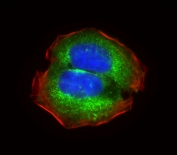 Immunofluorescent staining of fixed and permeabilized human U-2 OS cells with RPS18 antibody (green), DAPI nuclear stain (blue) and anti-Actin (red).
