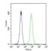 Flow cytometry testing of fixed and permeabilized human U-2 OS cells with RPS18 antibody; Blue=isotype control, Green= RPS18 antibody.