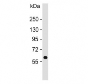 Western blot testing of human brain lysate with Hexosaminidase A antibody. Expected molecular weight: ~60 kDa (precursor), ~54 kDa (mature).