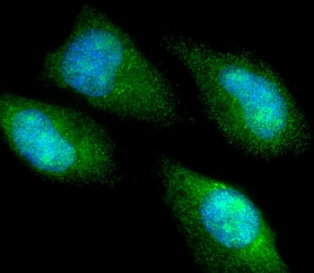 Immunofluorescent staining of fixed and permeabilized human HeLa cells with CBS antibody (green) and DAPI nuclear stain (blue).