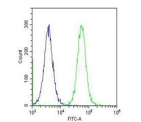 Flow cytometry testing of fixed and permeabilized human HeLa cells with CBS antibody; Blue=isotype control, Green= CBS antibody.