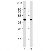 Western blot testing of human 1) K562 and 2) SH-SY5Y cell lysate with ADH5 antibody. Predicted molecular weight ~40 kDa.