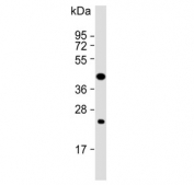 Western blot testing of human CCRF-CEM cell lysate with PTAR1 antibody. Expected molecular weight: 46-50 kDa.