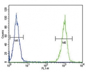 Flow cytometry testing of fixed and permeabilized human MDA-MB-231 cells with Lactoferrin antibody; Blue=isotype control, Green= Lactoferrin antibody.