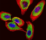 Immunofluorescent staining of fixed and permeabilized human A549 cells with GST pi antibody (green), DAPI nuclear stain (blue) and anti-Actin (red).