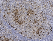 IHC testing of FFPE human tonsil tissue with GST pi antibody. HIER: steam section in pH6 citrate buffer for 20 min and allow to cool prior to staining.