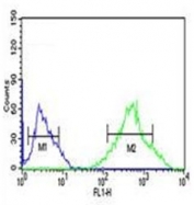 Flow cytometry testing of fixed and permeabilized human Ramos cells with GST pi antibody; Blue=isotype control, Green= GST pi antibody.