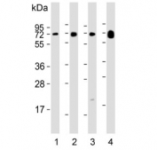 Western blot testing of human 1) liver, 2) lung, 3) spleen and 4) plasma lysate with Lp-PLA2 antibody. Expected molecular weight: 45-67 kDa depending on glycosylation level.