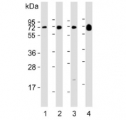 Western blot testing of human 1) liver, 2) lung, 3) spleen and 4) plasma lysate with Lp-PLA2 antibody. Expected molecular weight: 45-67 kDa depending on glycosylation level.